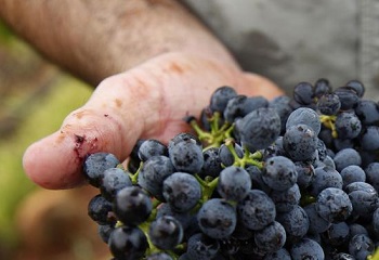 A borászati termékek eredetvédelmére vonatkozó általános szabályok